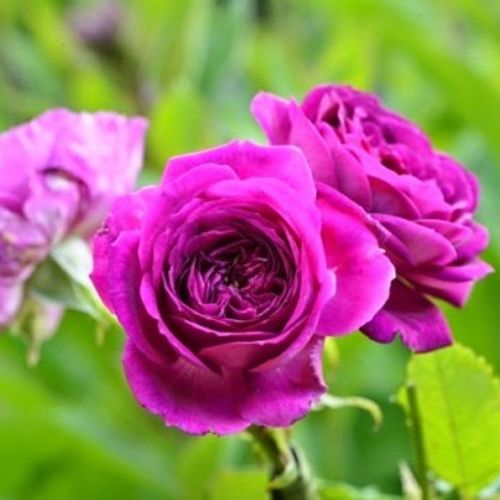 Previous Next 1 of 2