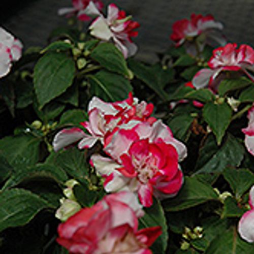 Previous Next 1 of 2