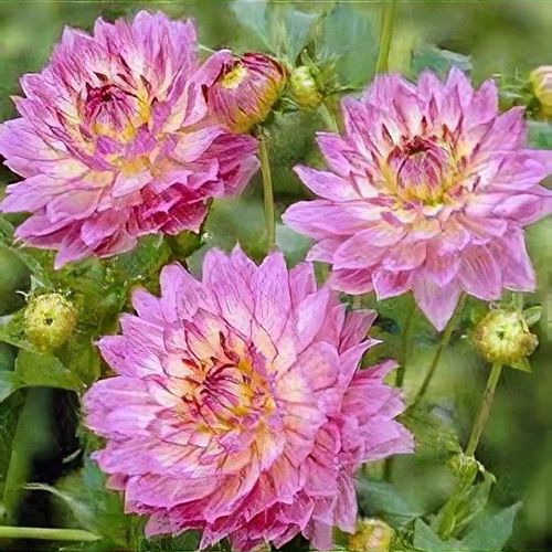 Previous Next 1 of 3