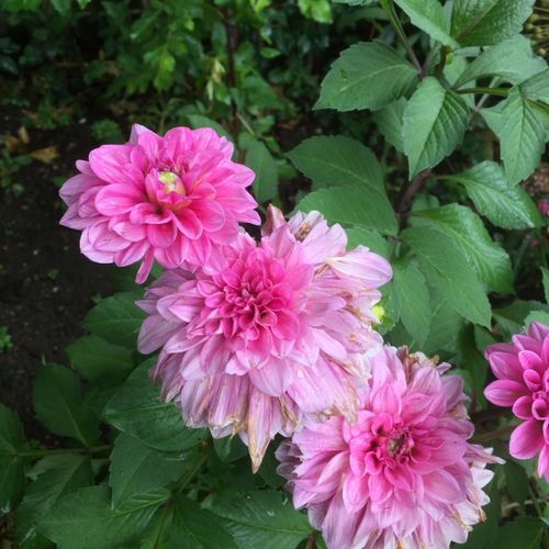 Previous Next 1 of 3