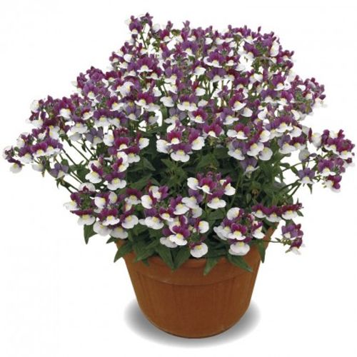 Previous Next 1 of 2