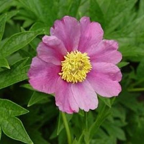 Previous Next 1 of 2