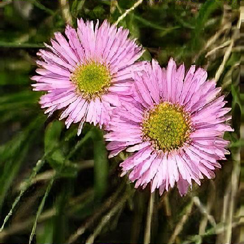 Previous Next 1 of 2