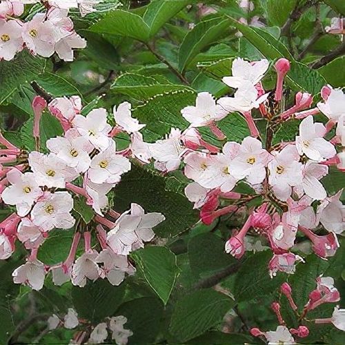 Previous Next 1 of 2