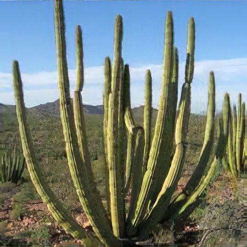 Previous Next 1 of 2