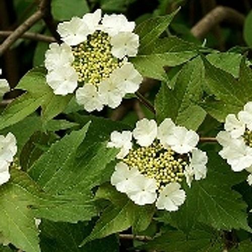 Previous Next 1 of 2