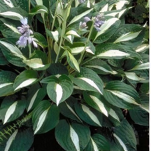 Previous Next 1 of 2