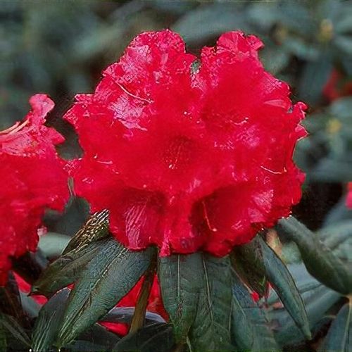 Previous Next 1 of 2