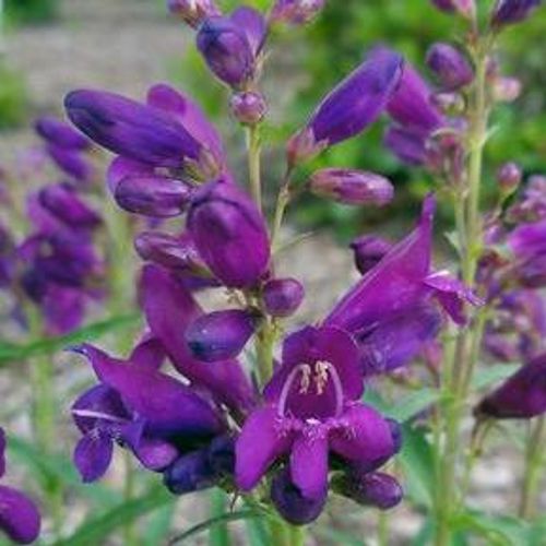 Previous Next 1 of 2