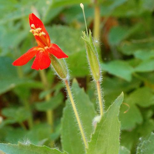 Previous Next 1 of 3