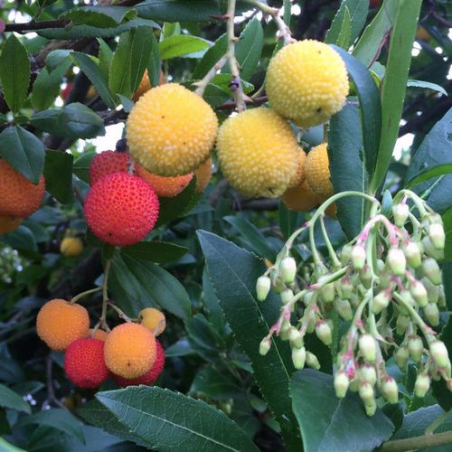 Previous Next 1 of 2