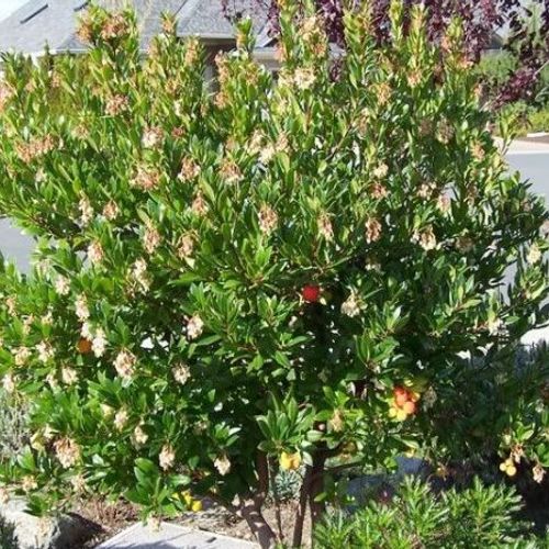 Previous Next 1 of 2