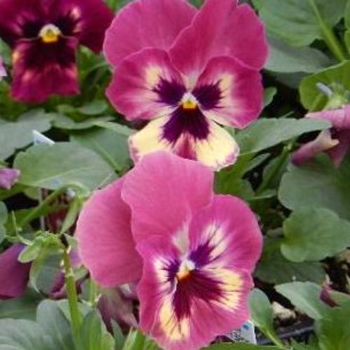 Previous Next 1 of 2