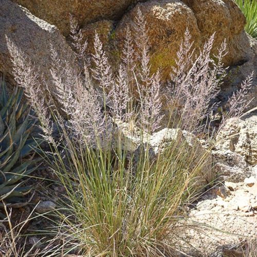 Previous Next 1 of 2