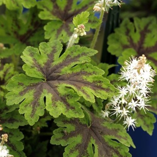 Previous Next 1 of 2