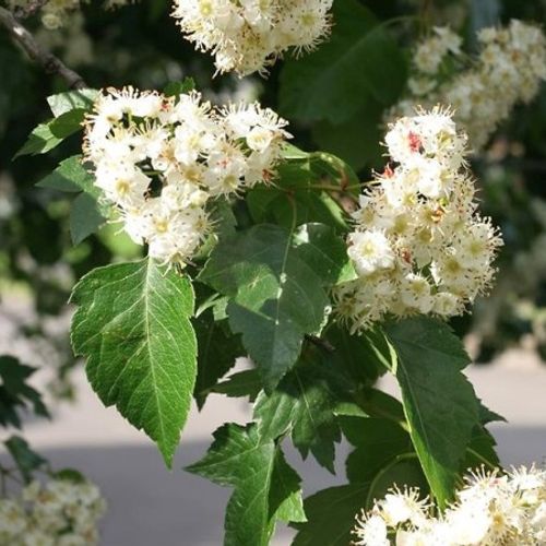 Previous Next 1 of 3