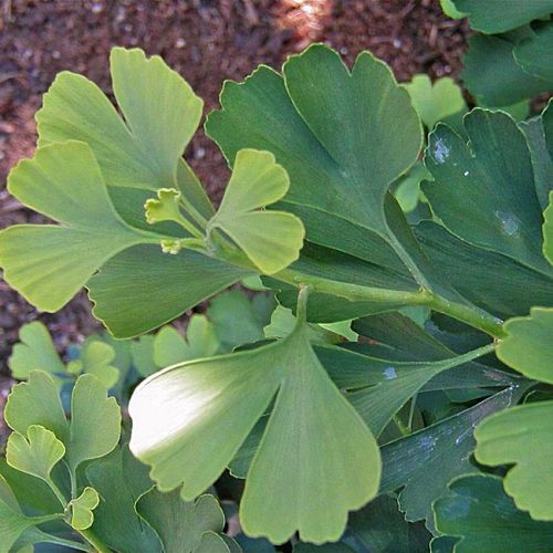 Previous Next 1 of 2