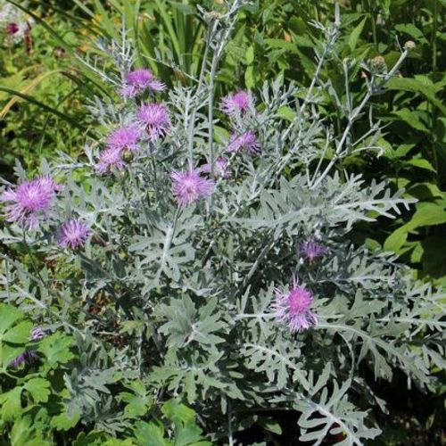 Previous Next 1 of 2