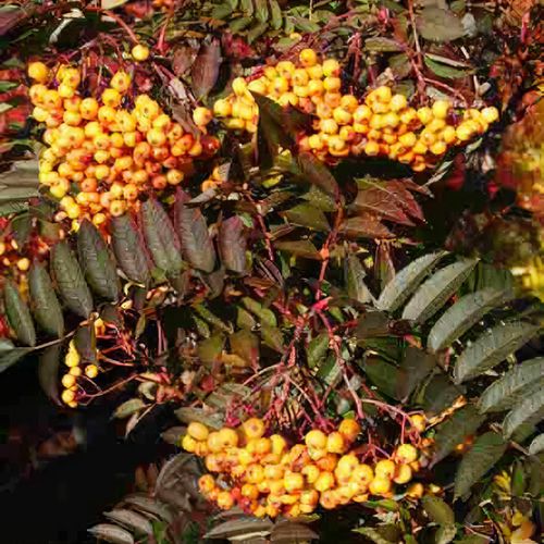 Previous Next 1 of 2