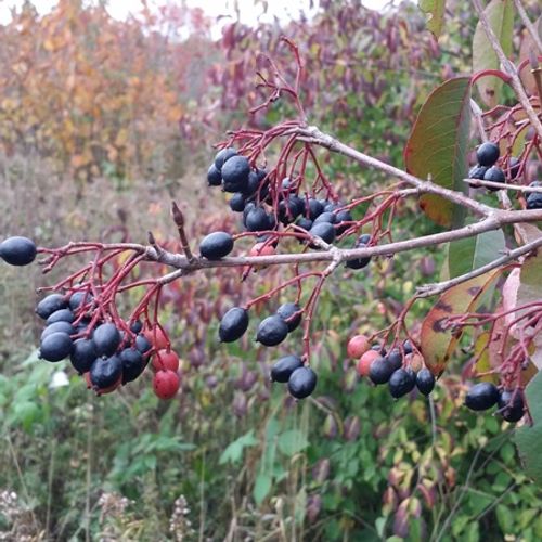 Previous Next 1 of 4