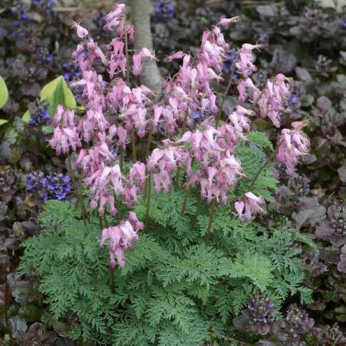 dicentra eximia