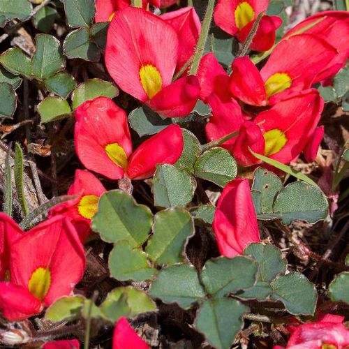 Previous Next 1 of 2