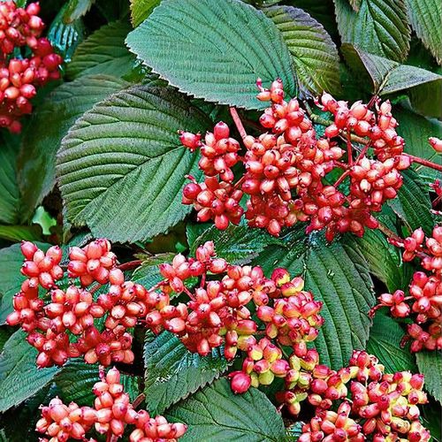 Previous Next 1 of 3