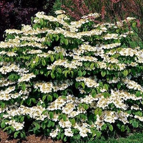 Previous Next 1 of 3