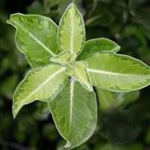 Previous Next 1 of 2