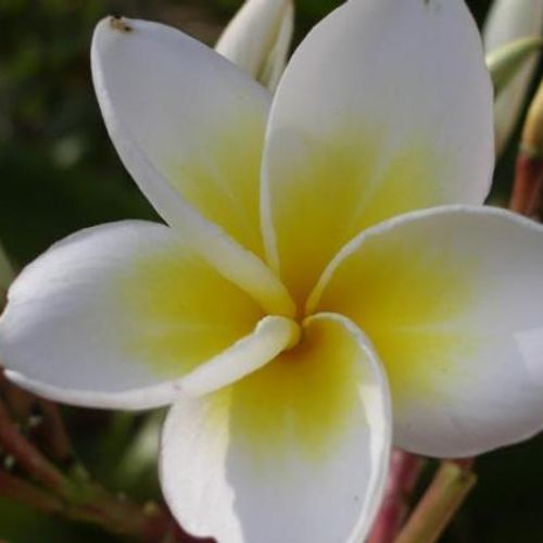 Previous Next 1 of 5