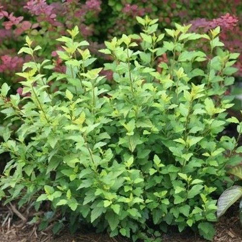 Previous Next 1 of 2