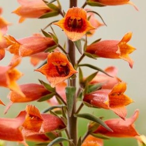 Previous Next 1 of 2