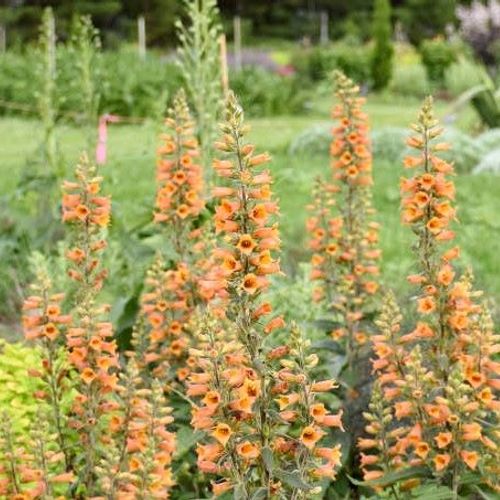 Previous Next 1 of 2