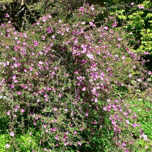 Previous Next 1 of 2