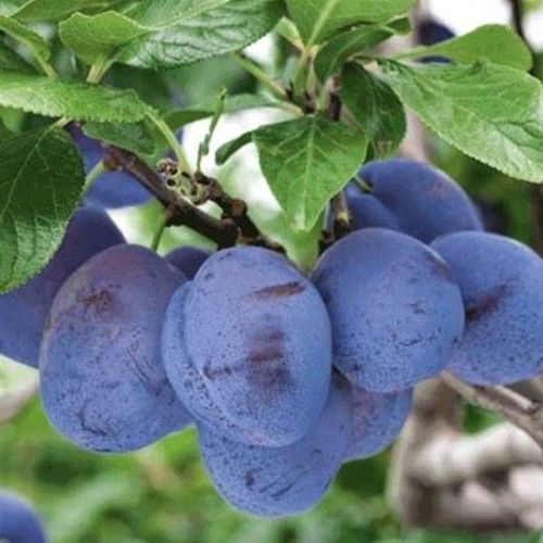 Previous Next 1 of 2