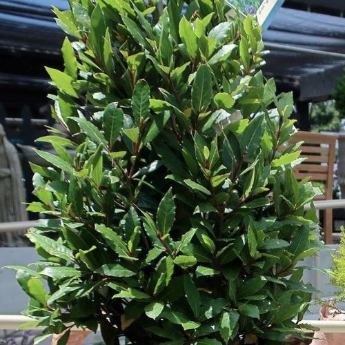 Previous Next 1 of 2