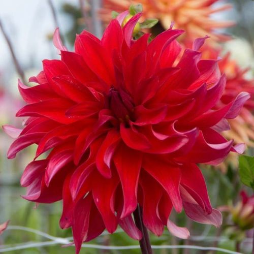 Previous Next 1 of 3