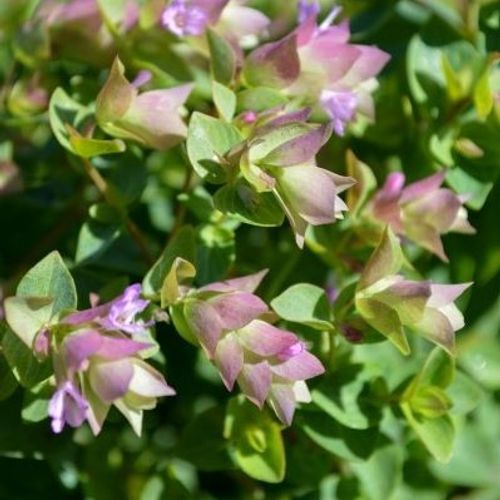 Previous Next 1 of 3