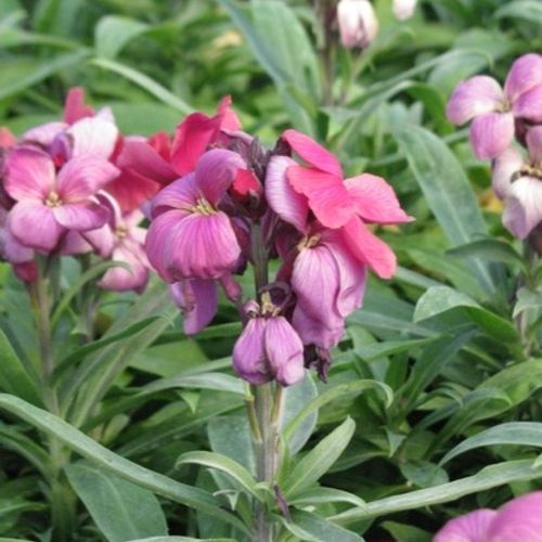 Previous Next 1 of 2