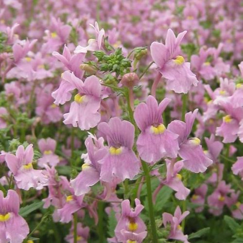 Previous Next 1 of 2