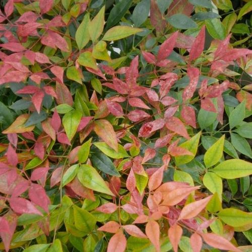 Previous Next 1 of 2