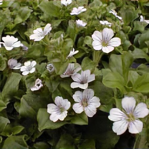 Previous Next 1 of 2