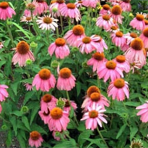 Previous Next 1 of 2