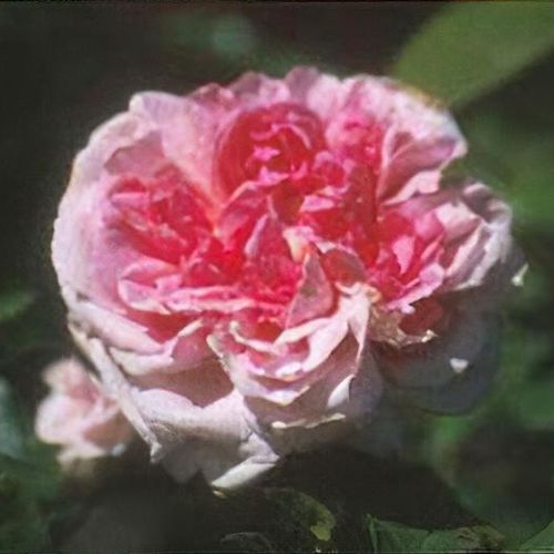 Previous Next 1 of 2