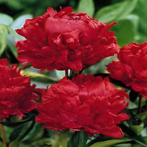 Paeonia 'Red Magic' - Shoot