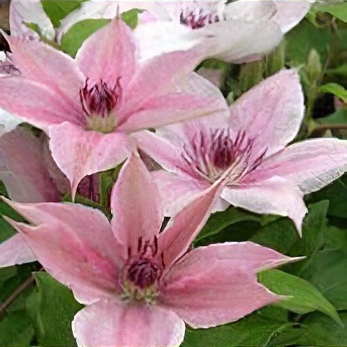 Previous Next 1 of 3