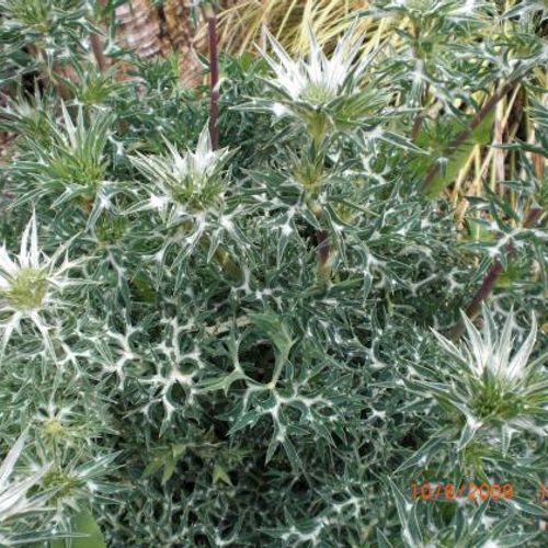 Previous Next 1 of 4