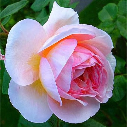 Previous Next 1 of 6