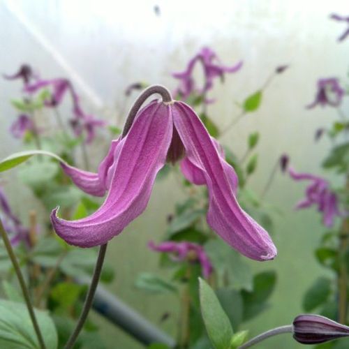 Previous Next 1 of 2