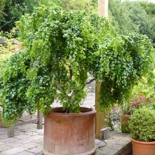 Previous Next 1 of 3